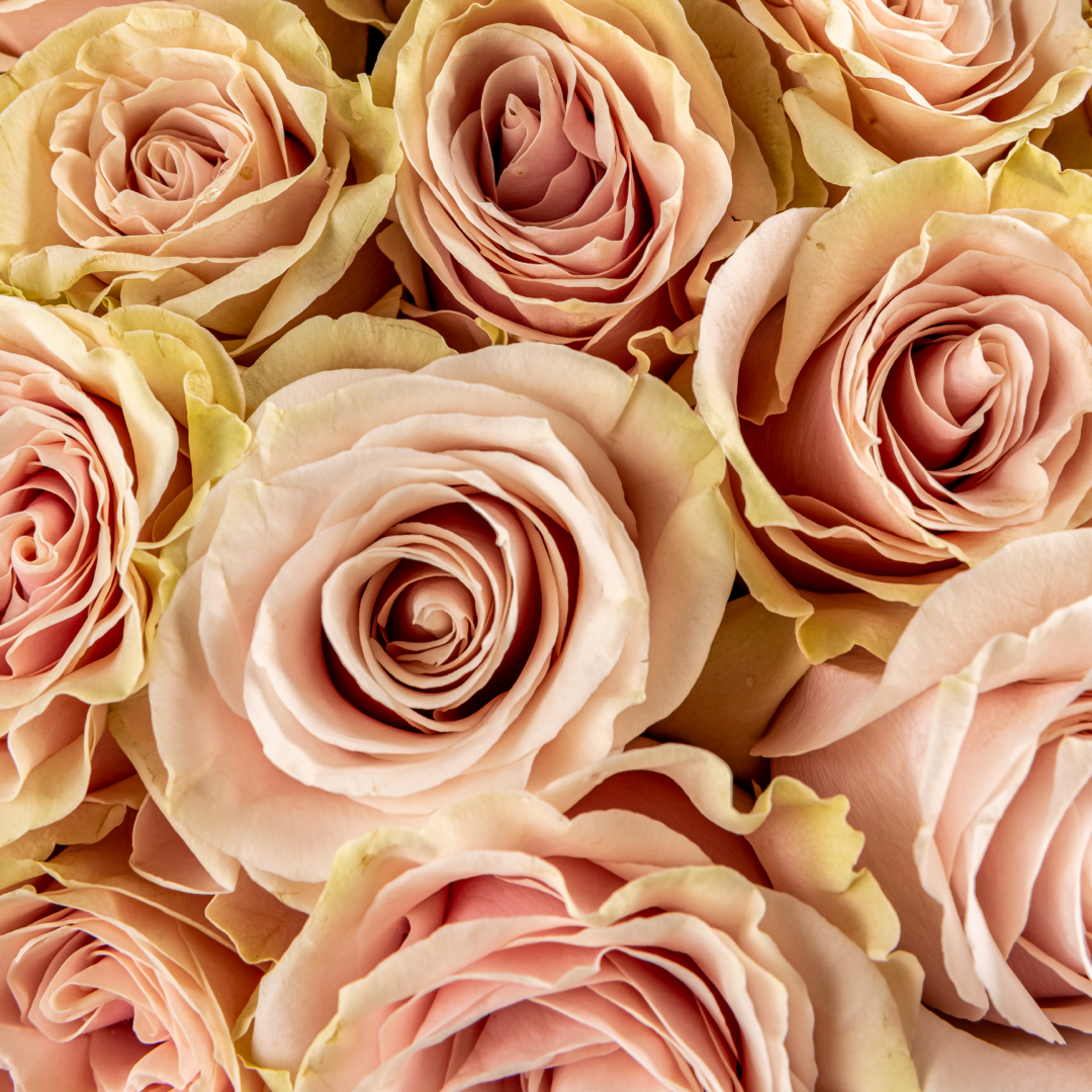 Quicksand Rose - Cream Champagne Roses For Sale