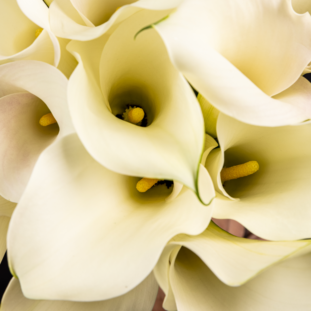 White Calla Lily – Bloom Bundle