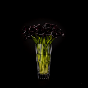 black calla lily plant for sale Black Calla Lilly – Bloom Bundle