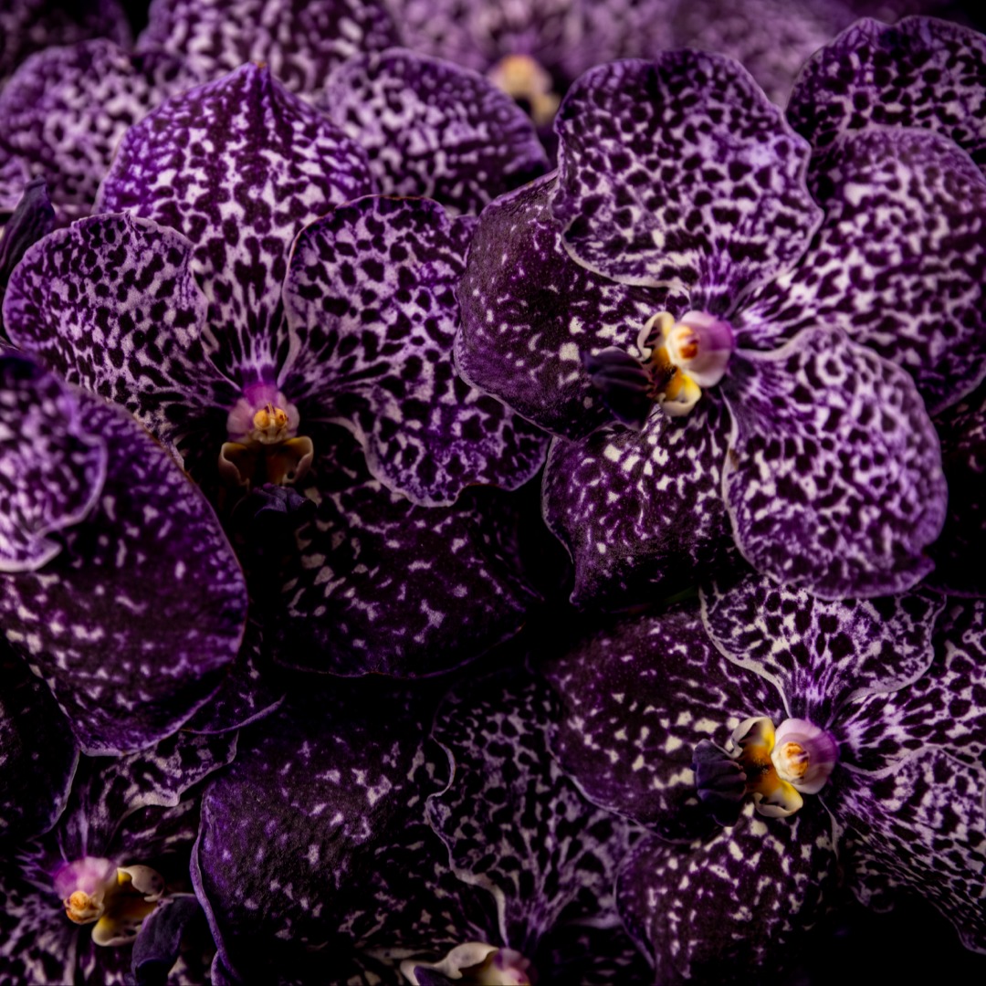 Jeff Leatham Vanda – Bloom Bundle