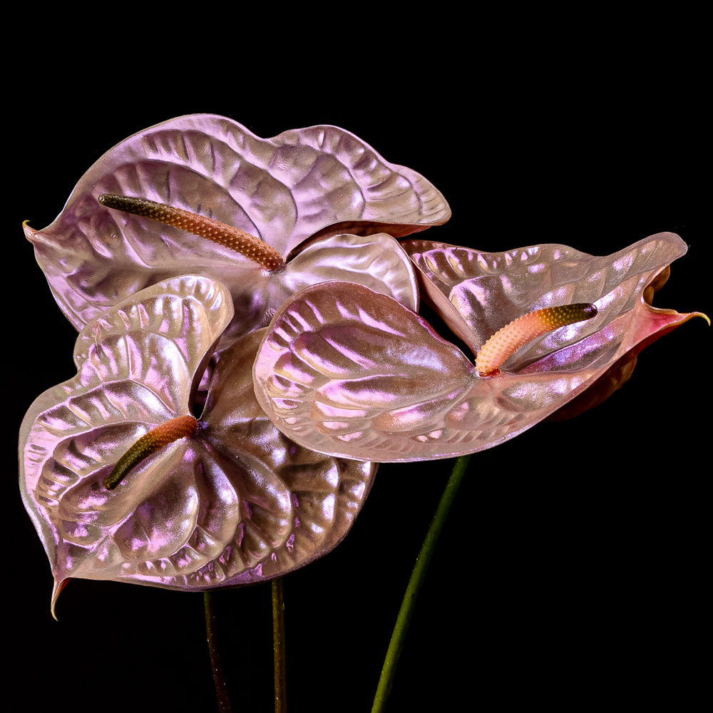 anthurium cognac House of Stems: Beguile – Bloom Bundle