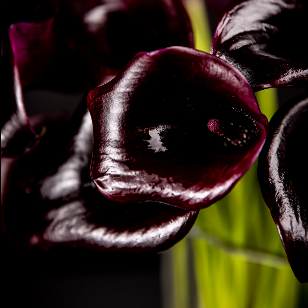calla lily flower black Black Calla Lilly – Bloom Bundle