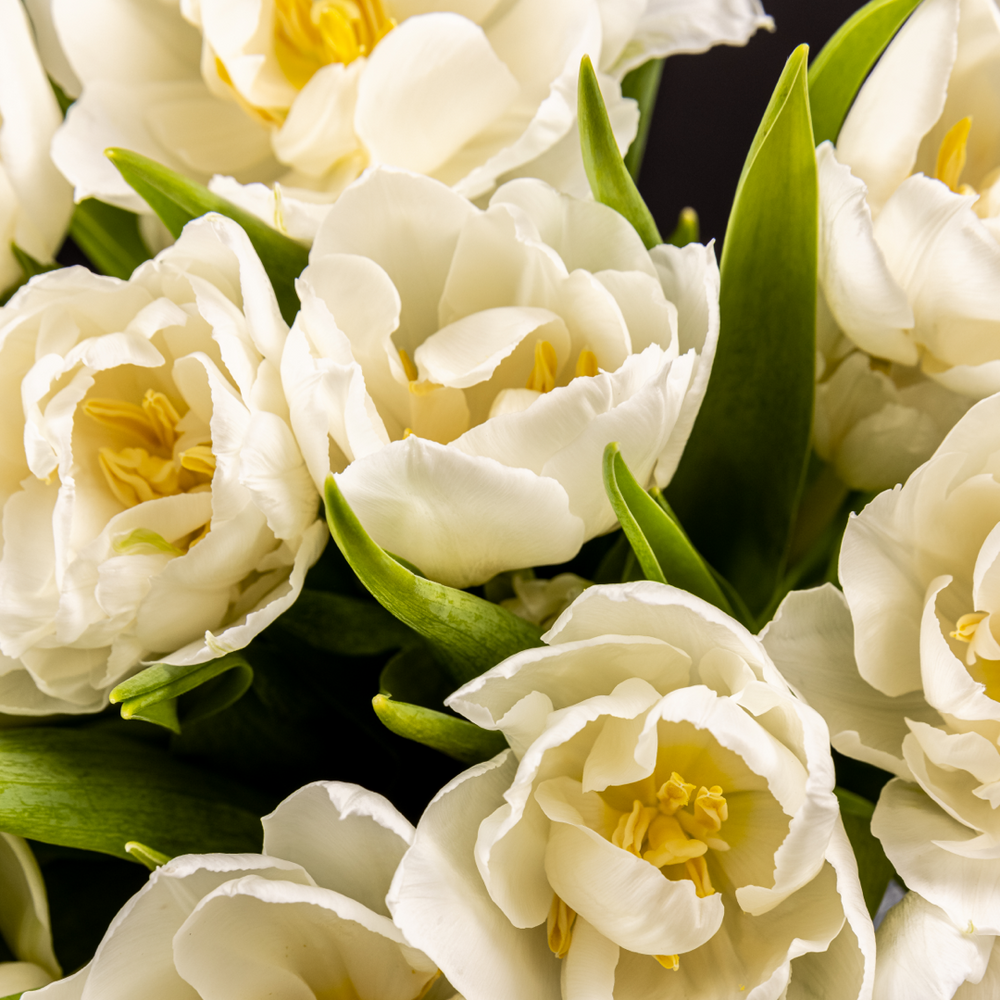 
                  
                    Double White Tulip
                  
                
