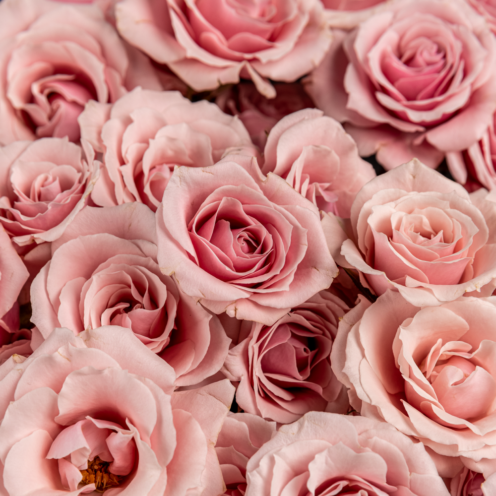 
                  
                    Light Pink Spray Rose
                  
                