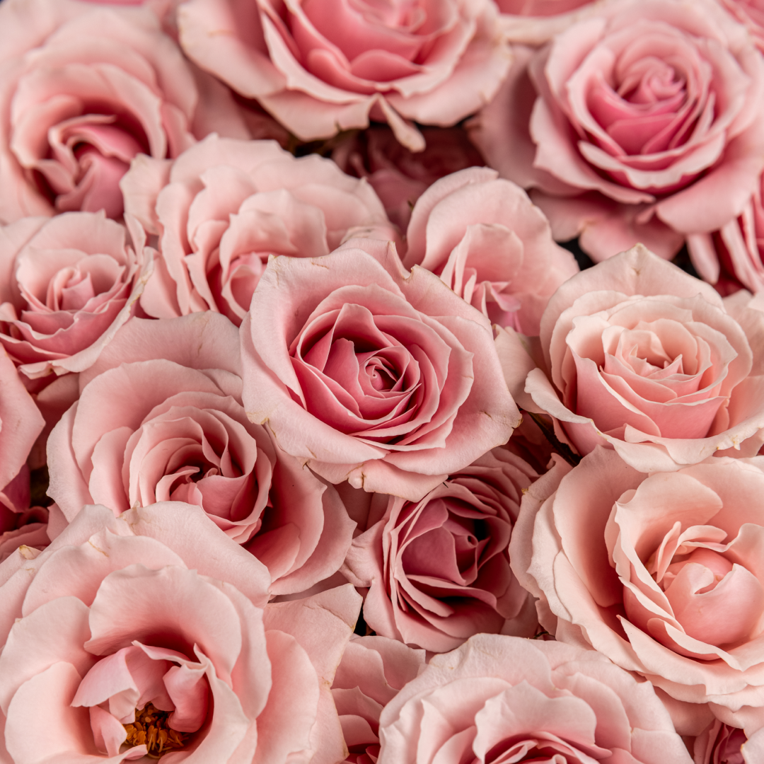 Light Pink Spray Rose – Bloom Bundle