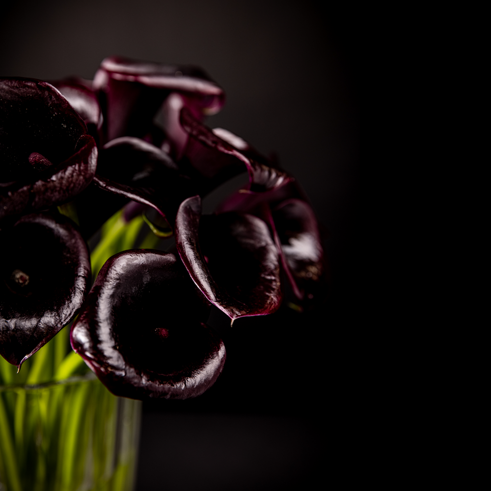 black calla lily plant Black Calla Lilly – Bloom Bundle