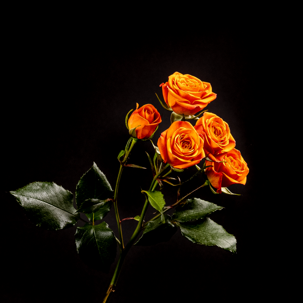 
                  
                    Orange Spray Rose
                  
                