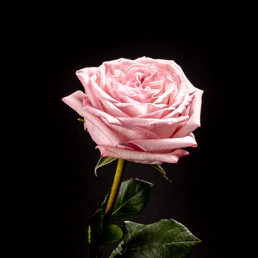 Rainbow Rose Bundle – H.Bloom